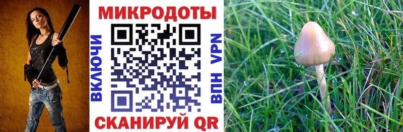 Купить где  Арсеньев  Псилоцибиновые грибы Psilocybe 